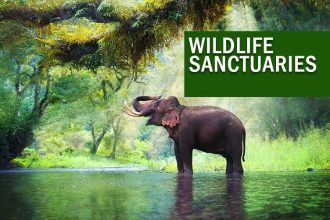 Exploring Wildlife sanctuaries: Preserving Nature's Wonders