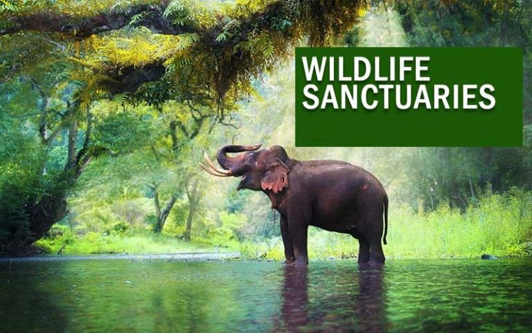 Exploring Wildlife sanctuaries: Preserving Nature's Wonders