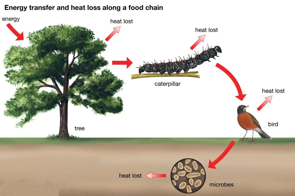 Community Ecology: Dynamics and Conservation Challenges